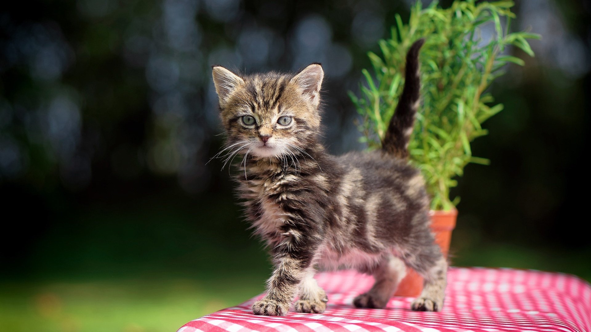 《王者荣耀季中冠军赛,战场硝烟四起》,王者荣耀夏季赛冠军杯
