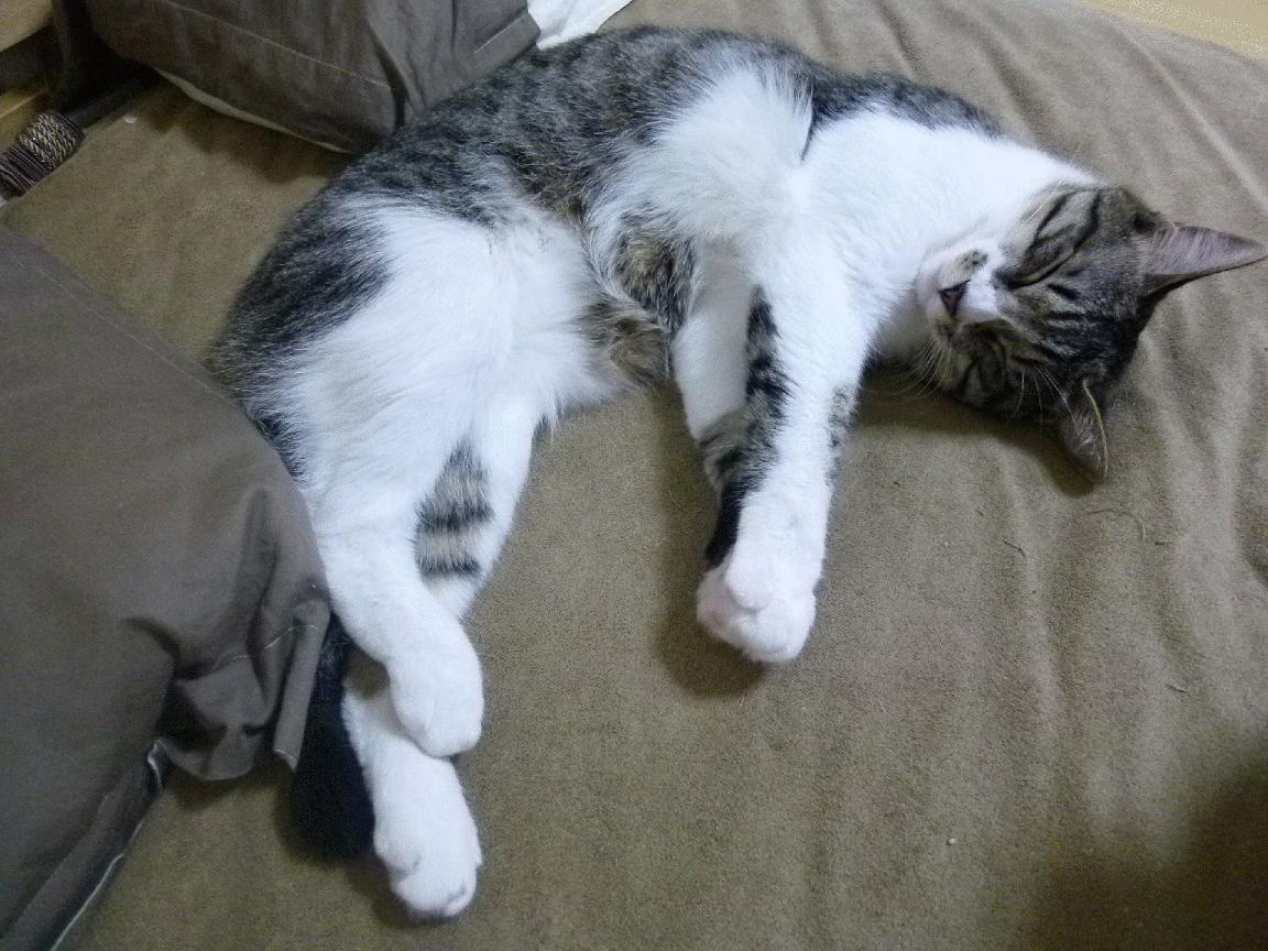 九游网页版官网入口-“意甲争冠局势紧张，豪门明星纷纷发光发热”，意甲十大球星