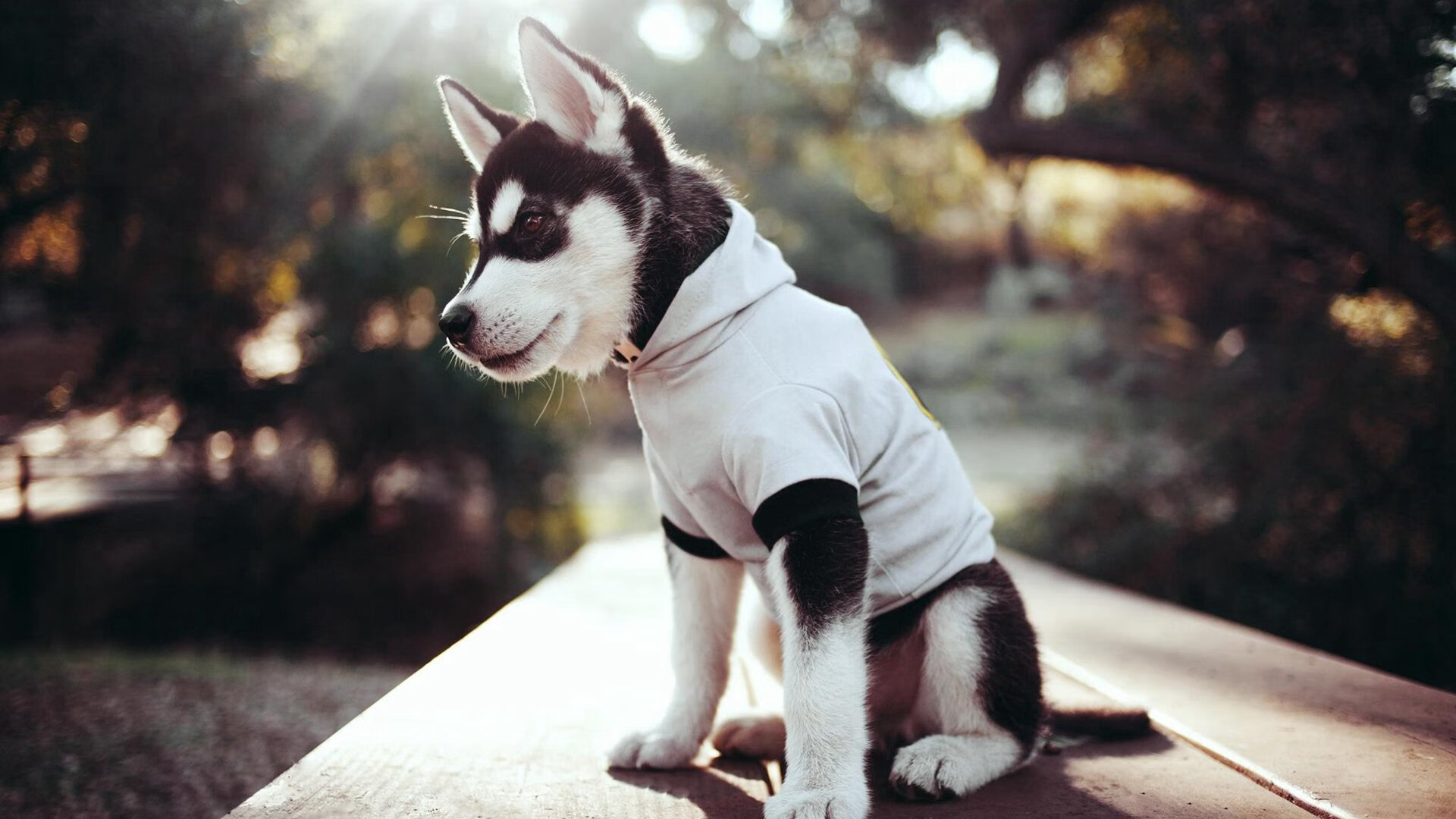 九游娱乐官网 (JIUYOU)-“球员转会市场火热，价格创新纪录”，球员转会身价排行