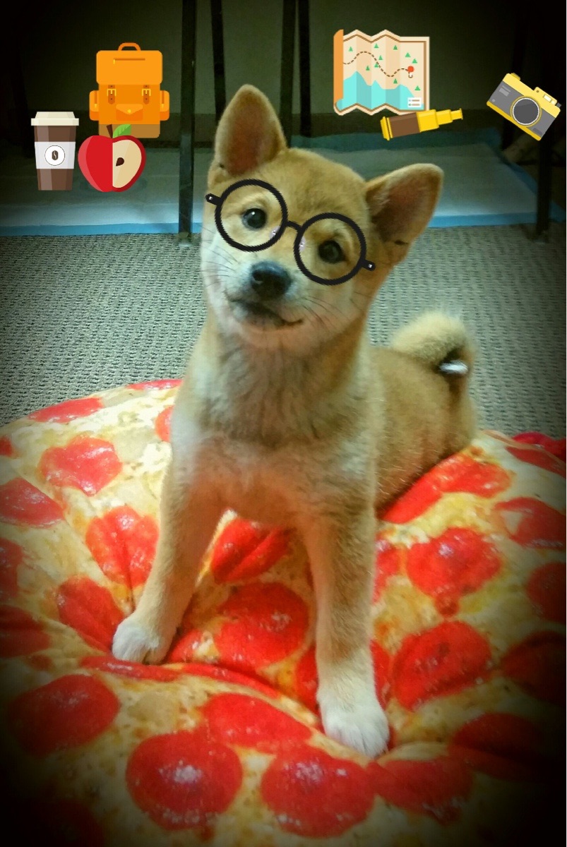 《最具人气战队战绩盘点：他们的荣耀时刻》，战队荣耀历程