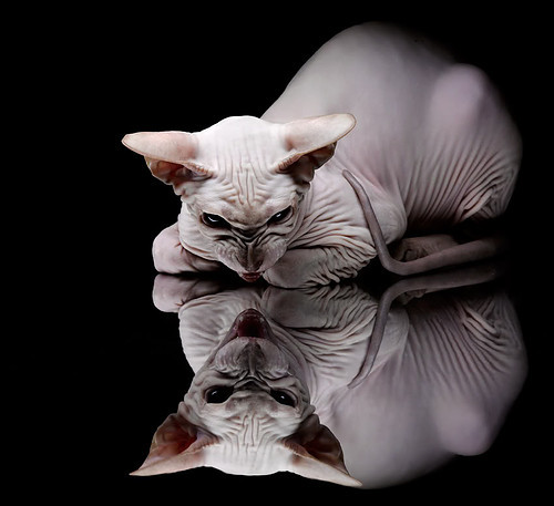 九游网游官网-传统硬件巨头纷纷布局电竞，推动行业创新发展，传统电竞服务有哪些